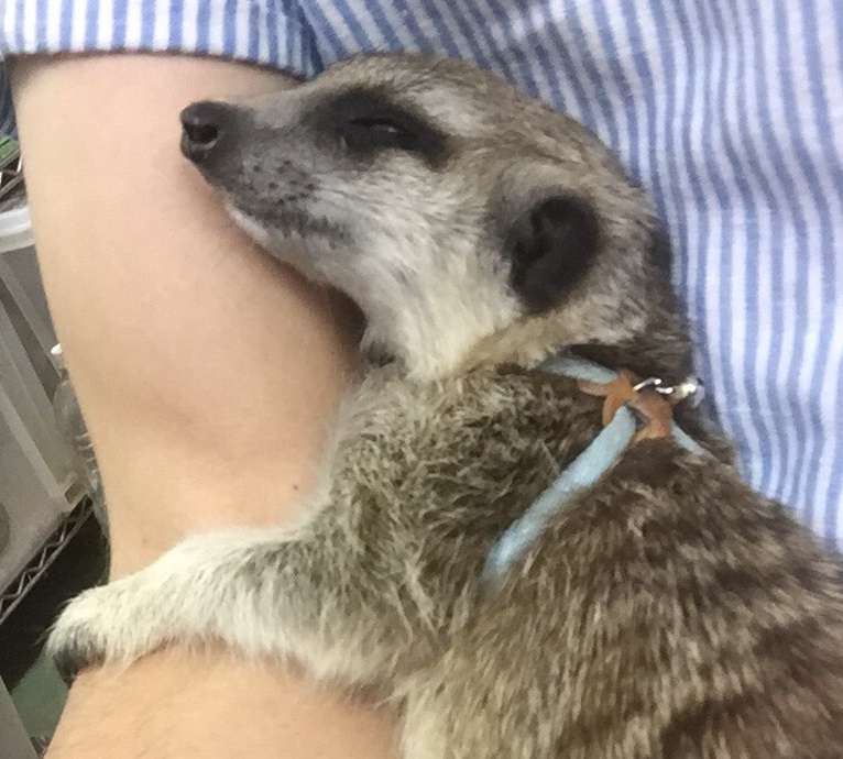キャット 里親 ミーア
